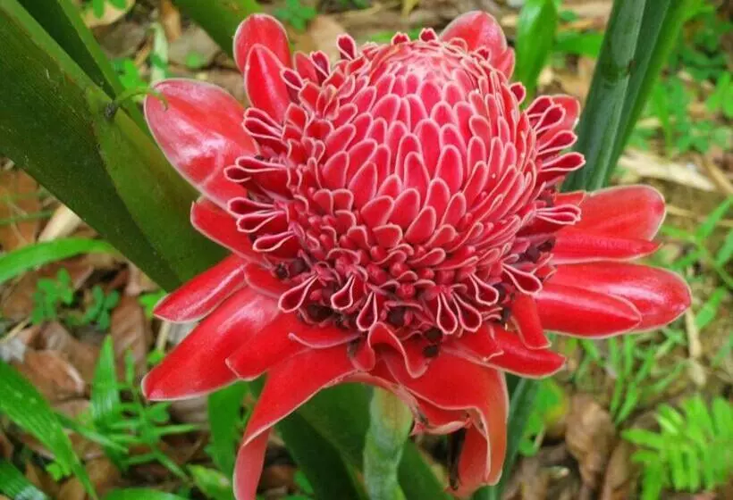 Retkeilymaja Mirisbiris Garden And Nature Center