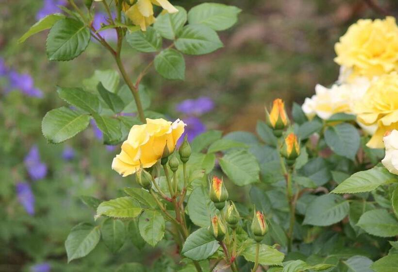 مبيت وإفطار La Chambre Aux Hirondelles