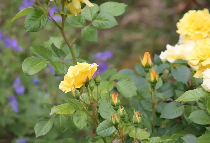 ベッドアンドブレックファースト La Chambre Aux Hirondelles