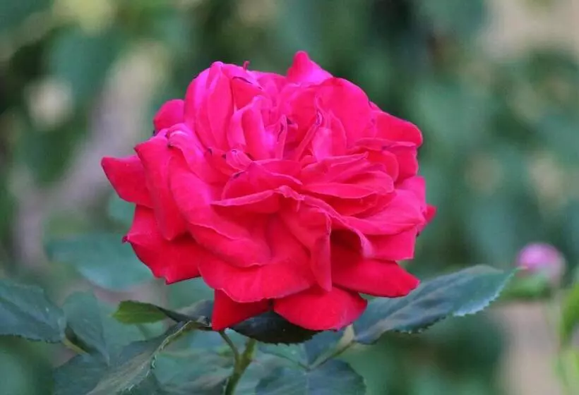 ベッドアンドブレックファースト La Chambre Aux Hirondelles