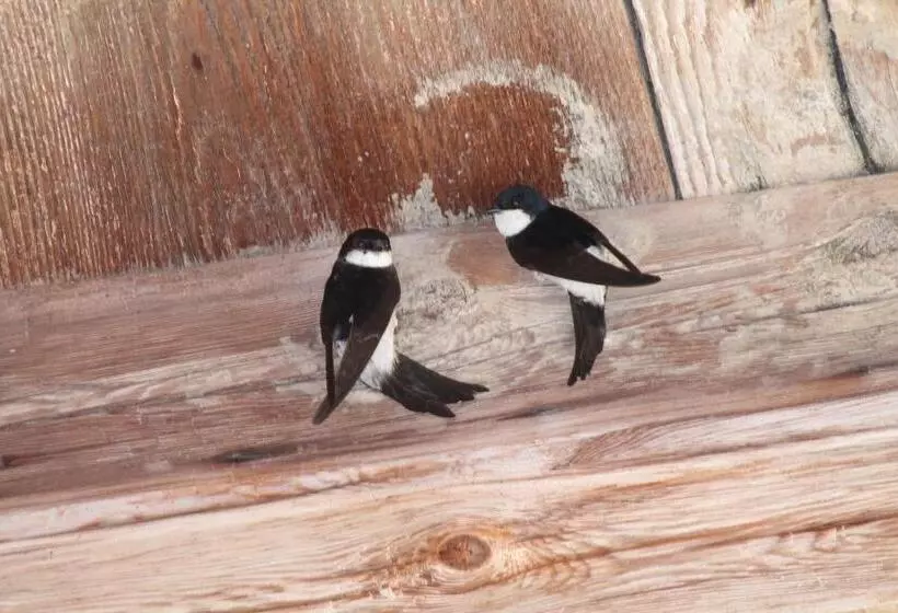 ベッドアンドブレックファースト La Chambre Aux Hirondelles