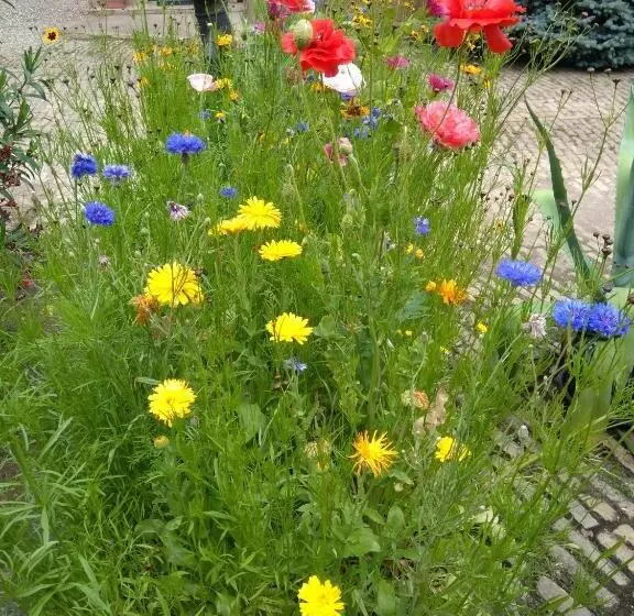 ベッドアンドブレックファースト La Chambre Aux Hirondelles