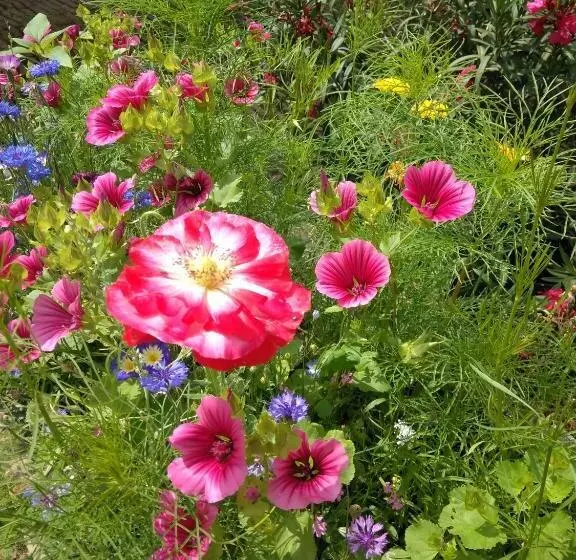 ベッドアンドブレックファースト La Chambre Aux Hirondelles