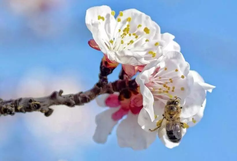 ベッドアンドブレックファースト Le Pigeonnier Chambre D Hôte