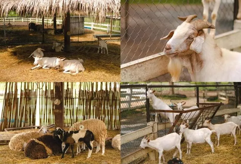 Hotelli Bergh Apton Khao Yai