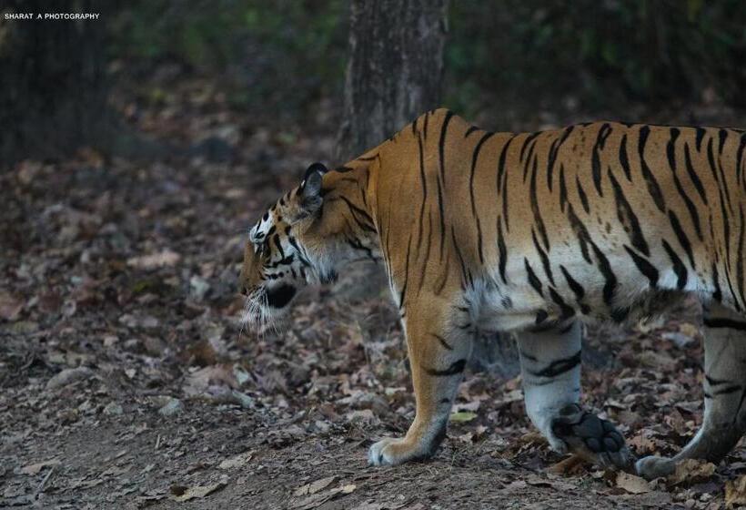 酒店 Saccharum Safari Lodge