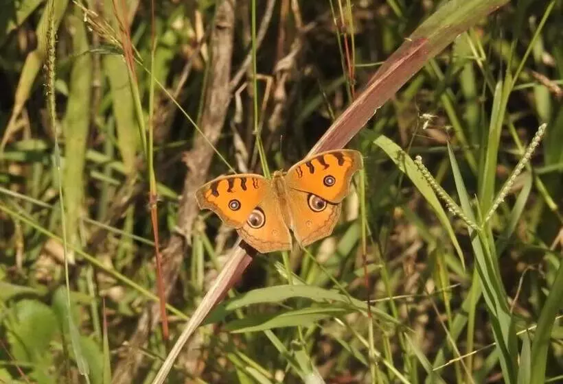 Hotelli Saccharum Safari Lodge