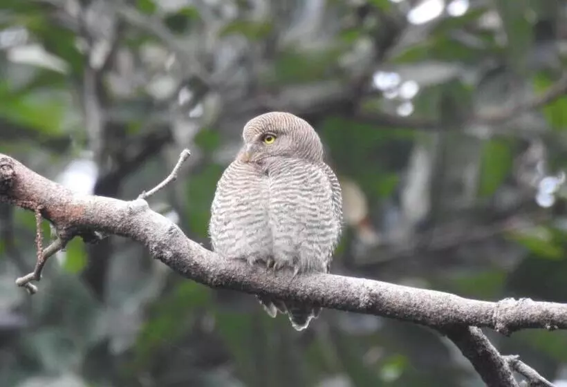 Hotelli Saccharum Safari Lodge