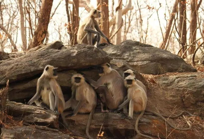 Hotelli Saccharum Safari Lodge