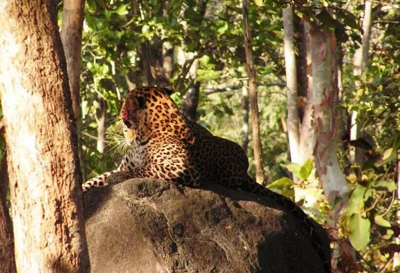 Hotelli Saccharum Safari Lodge