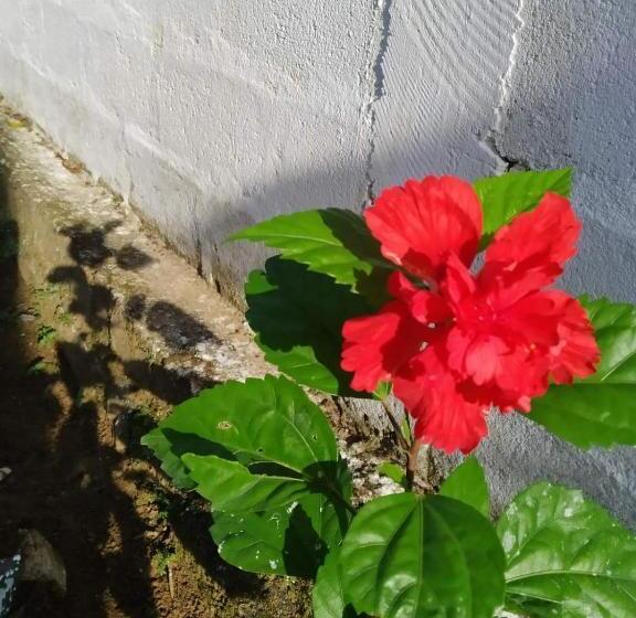 住宿加早餐 Mirissa Beach House