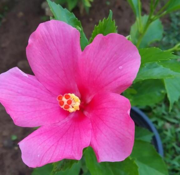 住宿加早餐 Mirissa Beach House