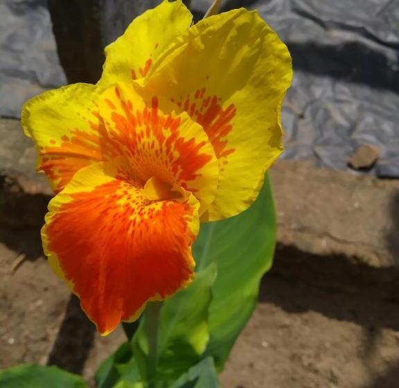 住宿加早餐 Mirissa Beach House