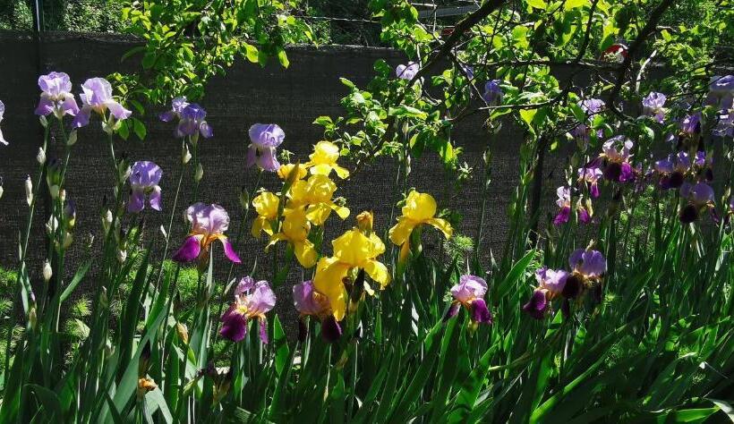 Bed & Breakfast L Authentique