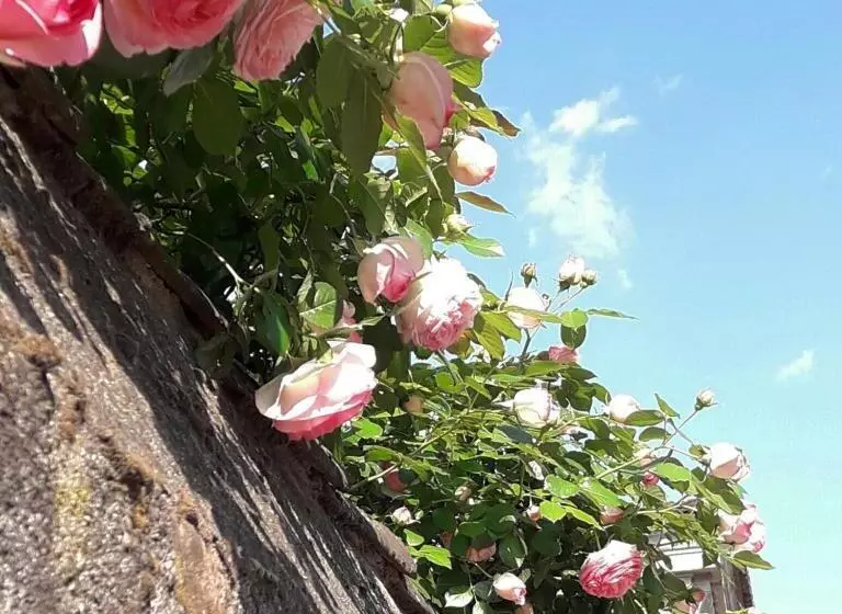 Aamiaismajoitus (B&B) Piccola Corte Antica