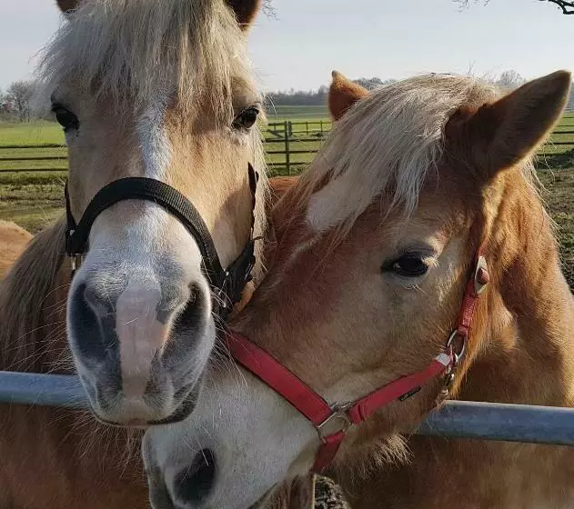 ベッドアンドブレックファースト Bij Saar