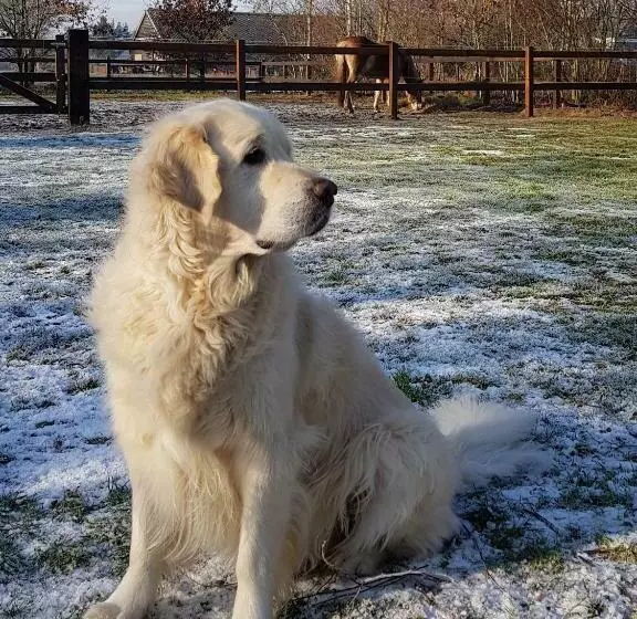 ベッドアンドブレックファースト Bij Saar