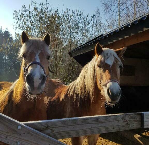 ベッドアンドブレックファースト Bij Saar