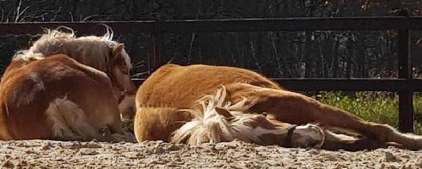 ベッドアンドブレックファースト Bij Saar