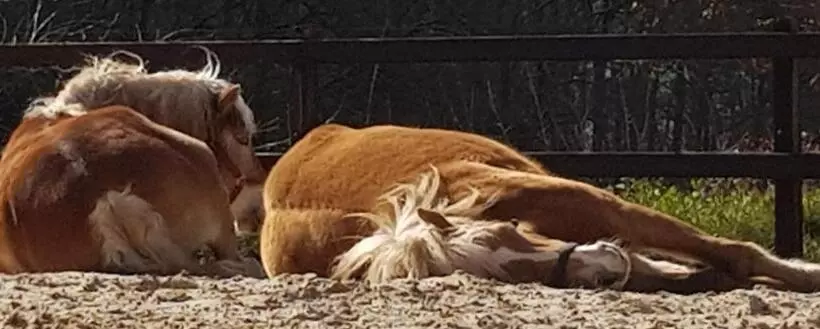 ベッドアンドブレックファースト Bij Saar