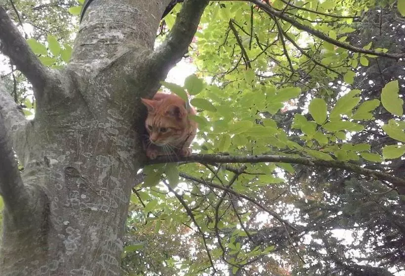 ベッドアンドブレックファースト Pieni Talo