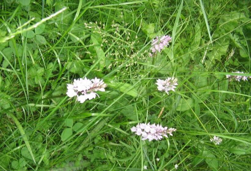 בית מלון כפרי Backgårdens Turism & Kultur