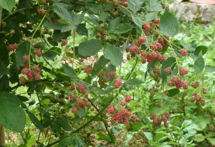 Aamiaismajoitus (B&B) Au Son Du Jardin Poitevin