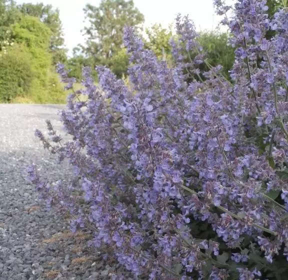 Aamiaismajoitus (B&B) Chambre D Hôtes L Ermite