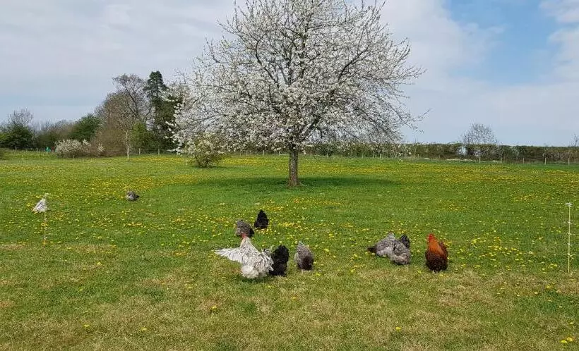 Hotelli De La Terre Farm Stay