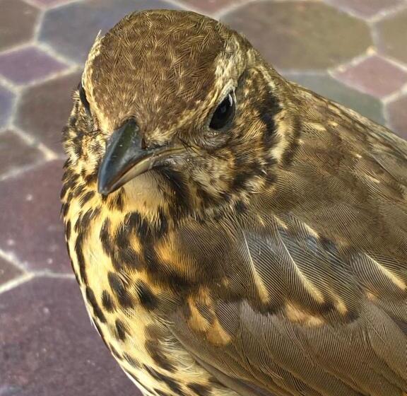 ベッドアンドブレックファースト Casa Sorriso