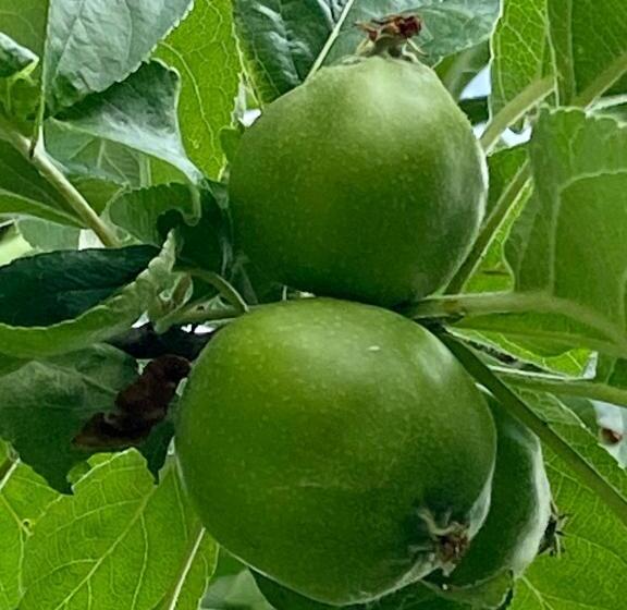 ベッドアンドブレックファースト Casa Sorriso