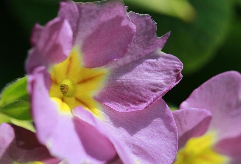 ベッドアンドブレックファースト Casa Sorriso