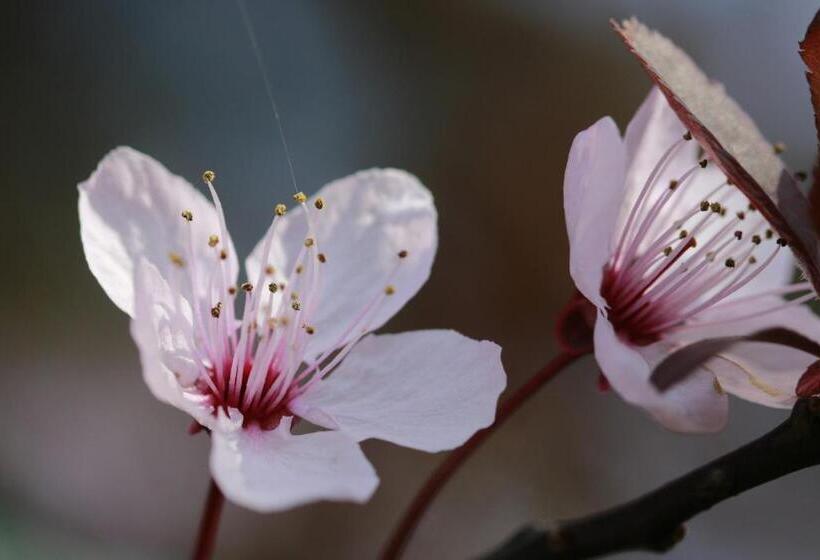 ベッドアンドブレックファースト Casa Sorriso