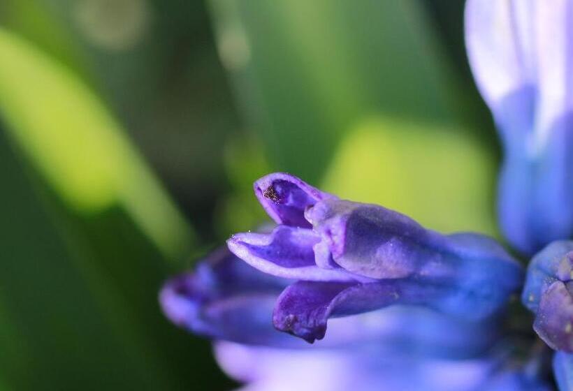 ベッドアンドブレックファースト Casa Sorriso