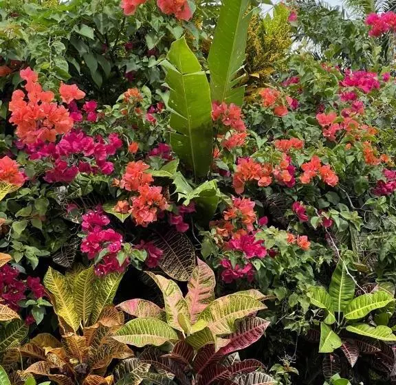 Teresinajamaica