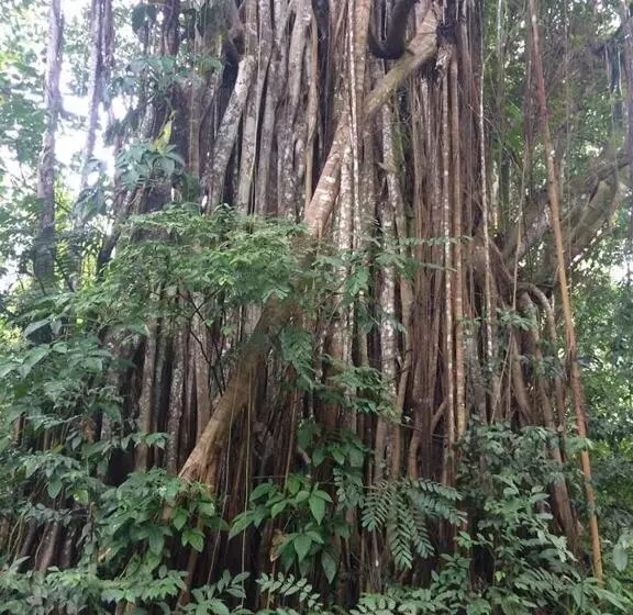Teresinajamaica