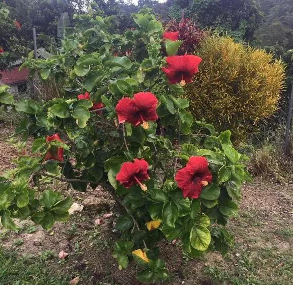Teresinajamaica