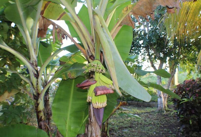 تختخواب و صبحانه Native Abode