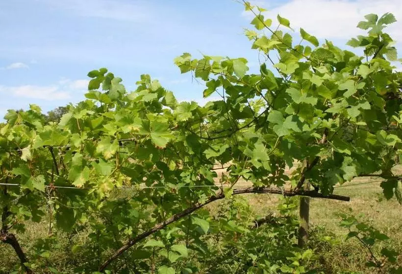 Aamiaismajoitus (B&B) Chalet Aux Pied Des Vignes