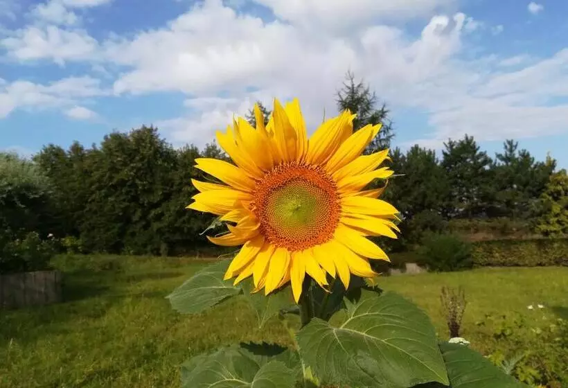 ベッドアンドブレックファースト Carpe Diem