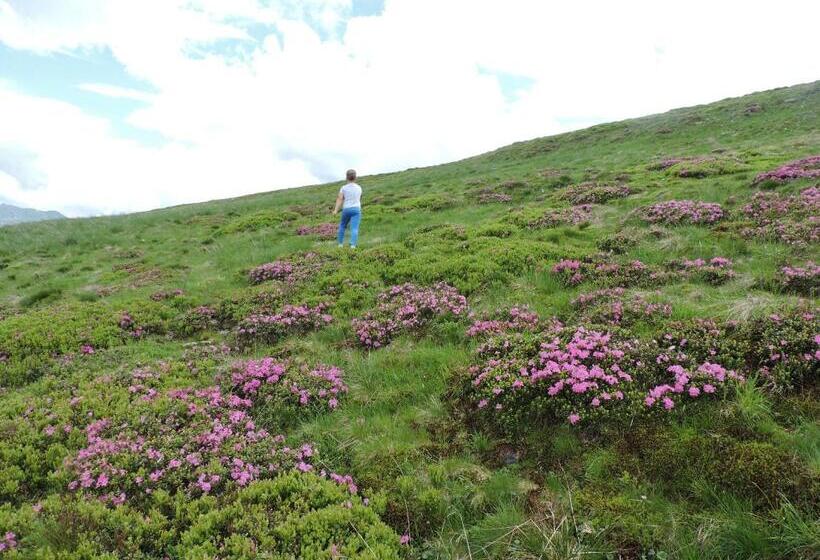 Hotel Pensiunea Bradul