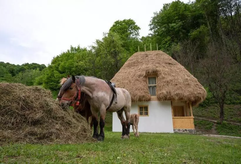 ペンション Casa Bunicilor Apuseni