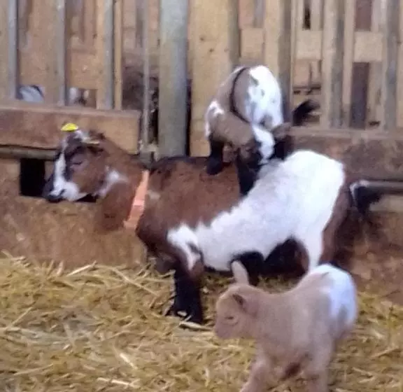 Aamiaismajoitus (B&B) Domaine De Pimont