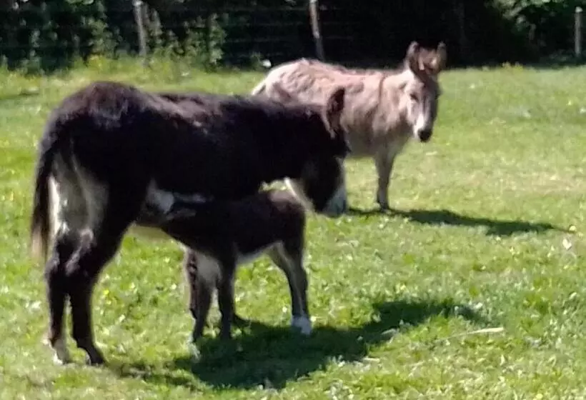 Aamiaismajoitus (B&B) Domaine De Pimont