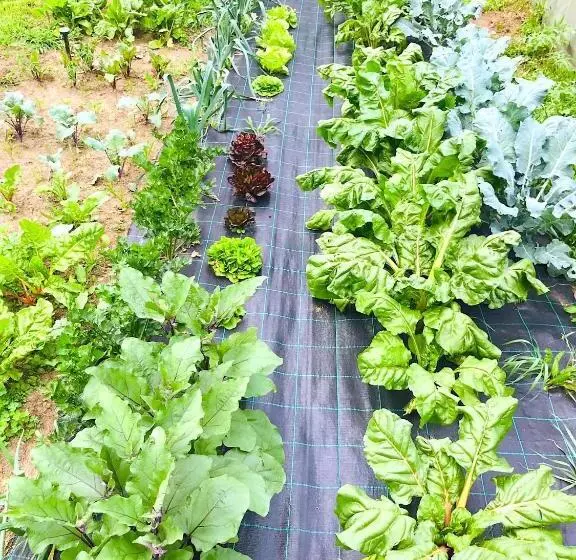 ベッドアンドブレックファースト Lotus Oasis I Natural Food & Room Experience