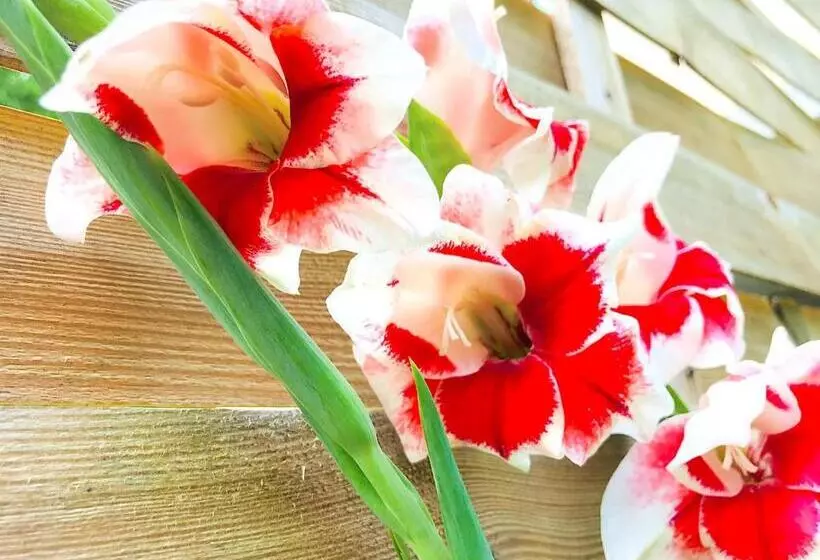 ベッドアンドブレックファースト Lotus Oasis I Natural Food & Room Experience