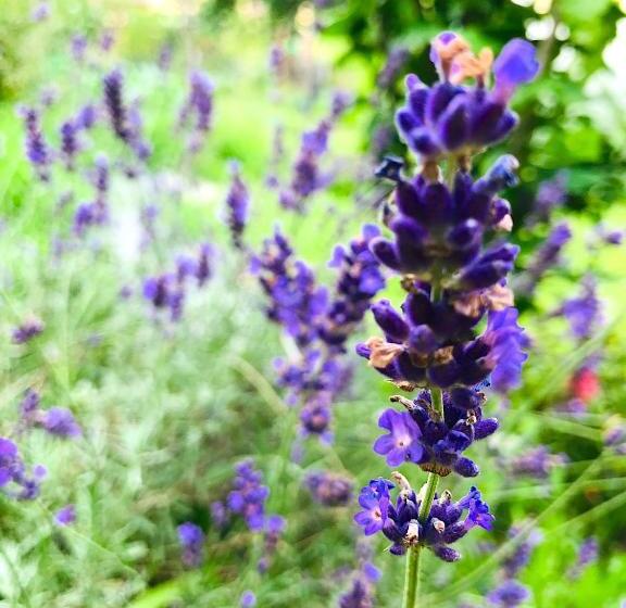 Bed and Breakfast Lotus Oasis I Natural Food & Room Experience