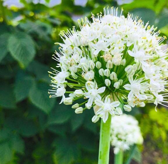 Bed and Breakfast Lotus Oasis I Natural Food & Room Experience