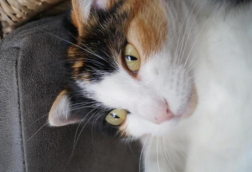 פנסיון L Ancienne Cure