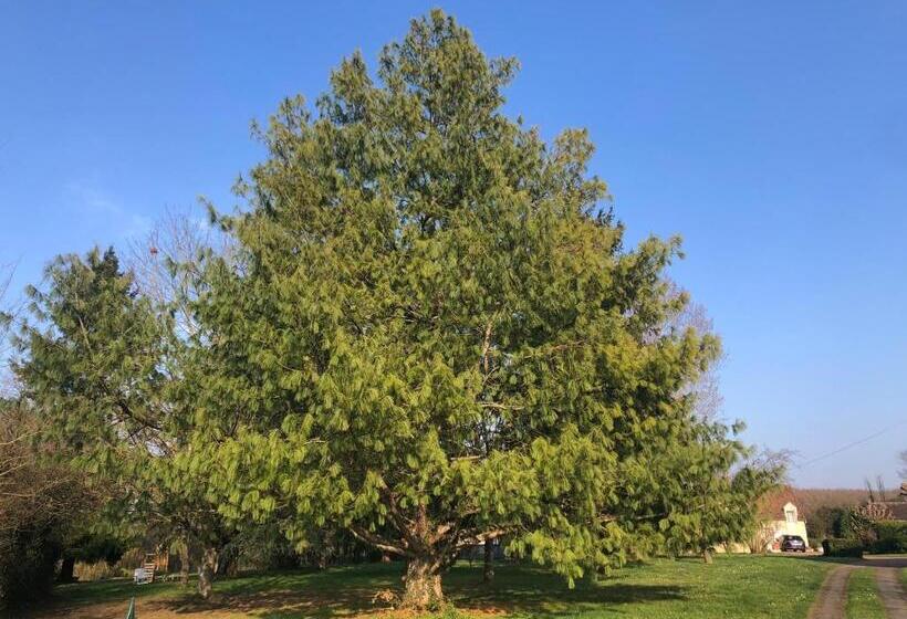 פנסיון La Petite Jucherie